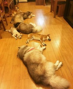 inumachi dogs