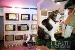 caturday cafe