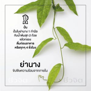 สมุนไพร ล้างพิษ, ย่านาง, ดีท็อก